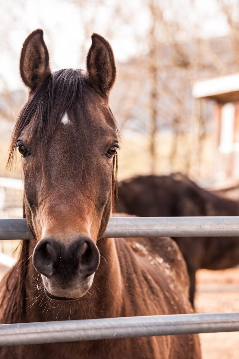 brown horse beside gray metal bar