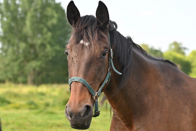 close up of horse head